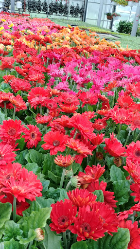 Florist «Pinters Flowerland», reviews and photos, 6830 Rawsonville Rd, Belleville, MI 48111, USA