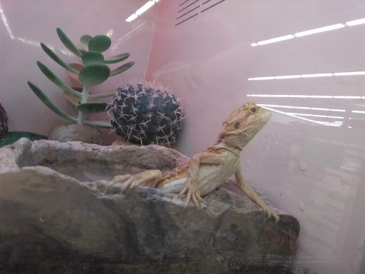 Pet Supply Store «Pet Supplies Plus», reviews and photos, 21703 Village Lakes Shopping Center Dr, Land O Lakes, FL 34639, USA