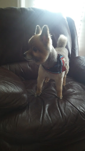 Pet Supply Store «PetSmart», reviews and photos, 601 Centerview Blvd, Kissimmee, FL 34741, USA