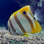 Photo n° 9 de l'avis de CHARTREUSE.4 fait le 22/10/2023 à 16:00 pour Aquarium de Lyon à La Mulatière