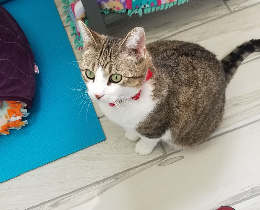 520 Jungermann Rd, St Peters, MO 63376, USA