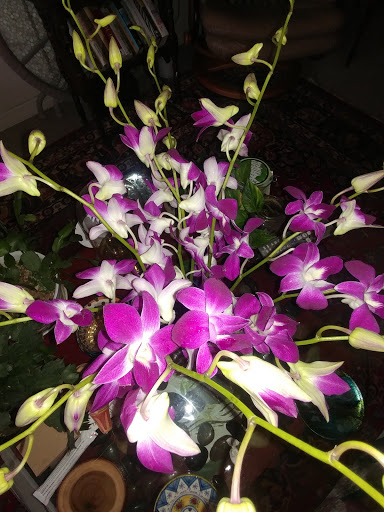 Florist «Thai-Rific Orchids Inc», reviews and photos, 5313 Gulfport Blvd S, Gulfport, FL 33707, USA