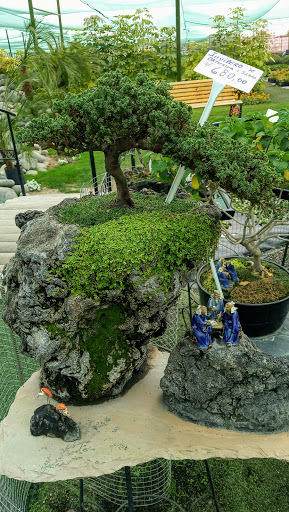 Clases bonsai Arequipa