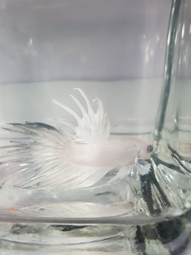 Pet Supply Store «Pet Supermarket», reviews and photos, 1746 E Silver Springs Blvd, Ocala, FL 34470, USA