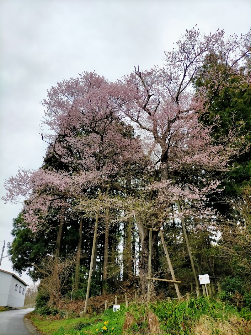 大山祇神社の種まき桜