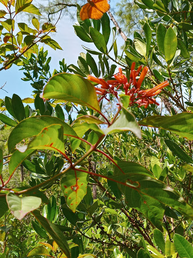 Nature Preserve «Woodmont Natural Area», reviews and photos, 7250 NW 80th Pl, Pompano Beach, FL 33321, USA