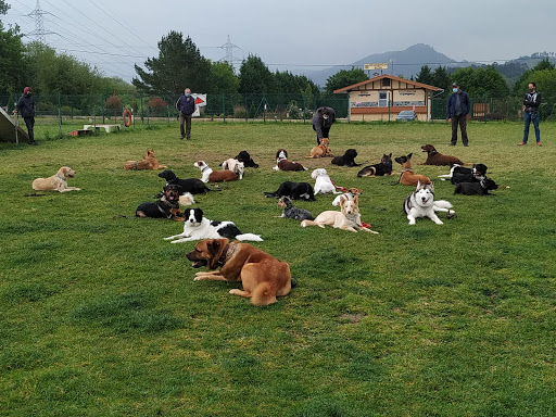 Adiestradores caninos y entrenadores de mascotas en Mungia de 2024