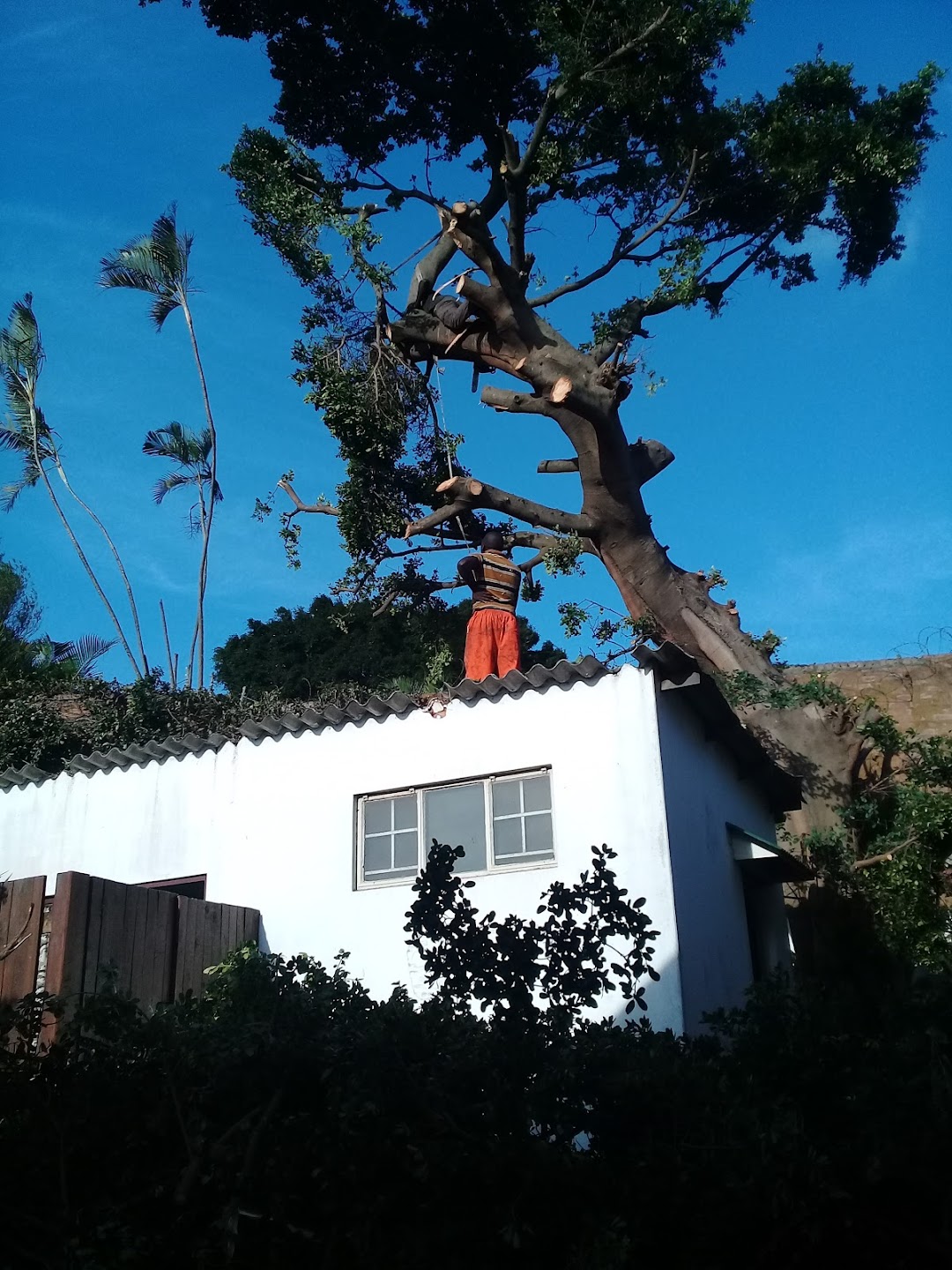 SIZZA TREE FELLING AND GARDEN SERVICE