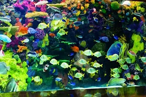 The Aquarium image