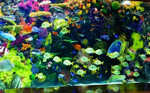 The Aquarium image