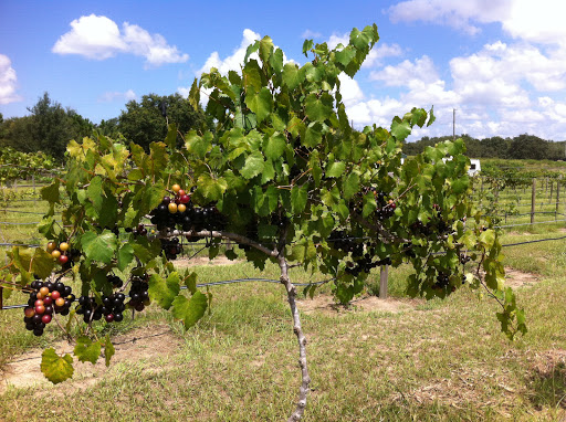 Winery «Hutchinson Farm Winery, LLC», reviews and photos, 8061 Stone Rd, Apopka, FL 32703, USA