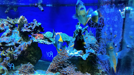 Pet Store «Something Fishy: Saltwater Aquarium Superstore», reviews and photos, 511 E 21st St, Northampton, PA 18067, USA