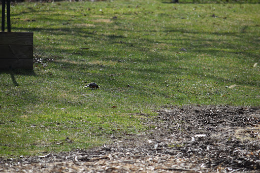 Nature Preserve «Hidden Oaks Conservation Area», reviews and photos, 419 Trout Farm Rd, Bolingbrook, IL 60440, USA