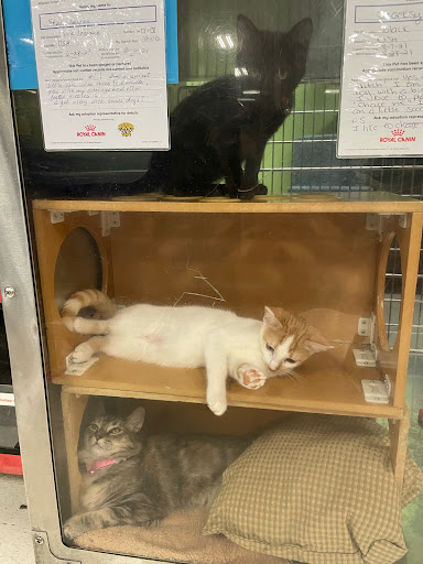 Pet Supply Store «PetSmart», reviews and photos, 2840 W Chandler Blvd, Chandler, AZ 85224, USA