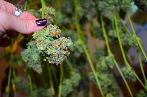 Homeopathic Pharmacy «Kind Pain Management Inc.», reviews and photos, 2636 Youngfield St, Lakewood, CO 80215, USA