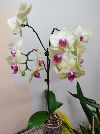Ecuagenera - Orquídeas del Ecuador