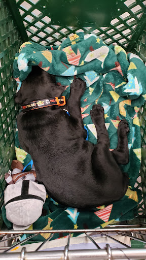 Pet Supply Store «Pet Supplies Plus», reviews and photos, 211 Golden Isles Plaza, Brunswick, GA 31520, USA