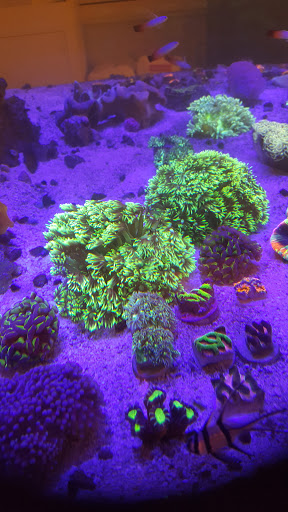 Aquarium «TCCorals Aquarium Service», reviews and photos, 2239 14th Ave, Vero Beach, FL 32960, USA