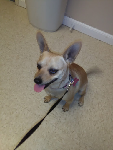 Animal Hospital «Animal Medical Corpus Christi», reviews and photos, 6822 Everhart Rd, Corpus Christi, TX 78413, USA