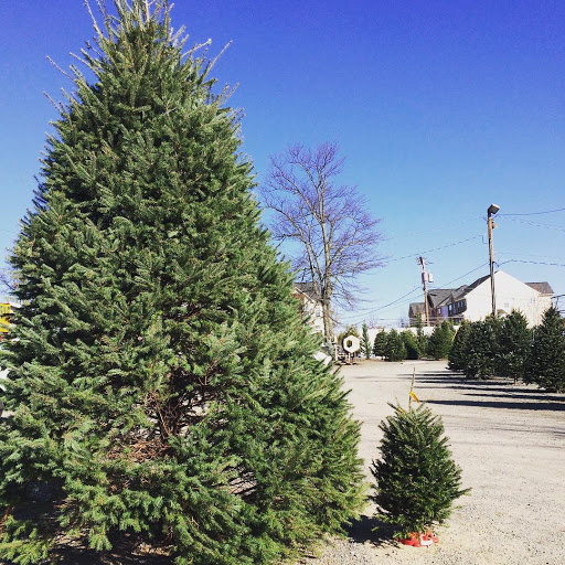 Garden Center «Nalls Produce», reviews and photos, 7310 Beulah St, Alexandria, VA 22315, USA