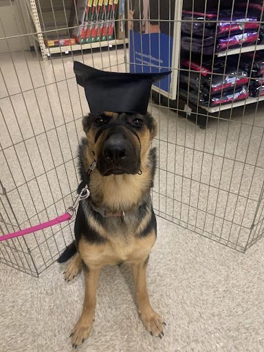 Pet Supply Store «PetSmart», reviews and photos, 7029 SW Nyberg St, Tualatin, OR 97062, USA