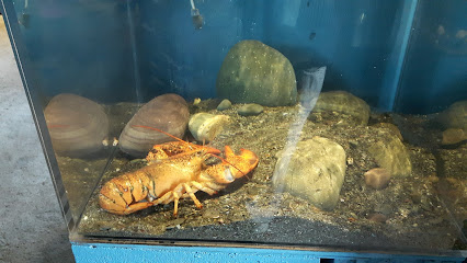 Petty Harbour Mini Aquarium