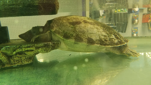 Pet Store «Exotic Pets», reviews and photos, 2410 N Decatur Blvd #160, Las Vegas, NV 89108, USA