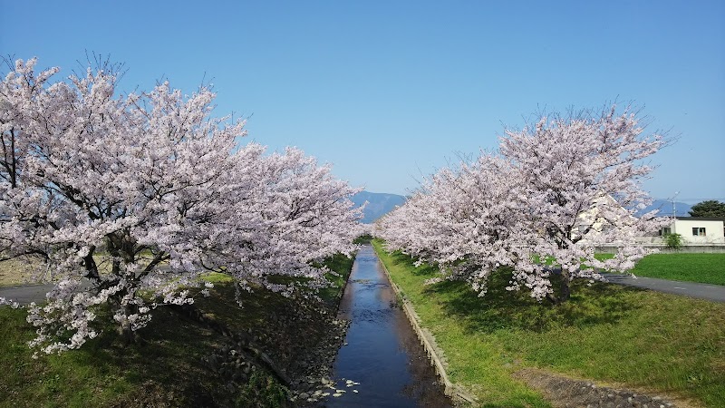 花田川桜ロード