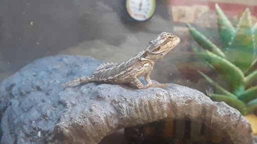 Pet Supply Store «Petco Animal Supplies», reviews and photos, 3320 Stockton Hill Rd, Kingman, AZ 86409, USA