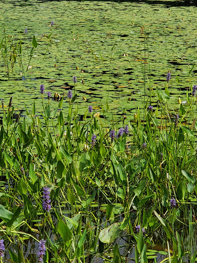 Community Center «Wason Pond Community Center, Chester NH», reviews and photos, 603 Raymond Rd, Chester, NH 03036, USA
