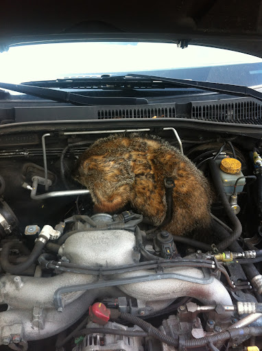 Auto Repair Shop «Copeland Auto Repair», reviews and photos, 1451 Highland Ave, Cheshire, CT 06410, USA