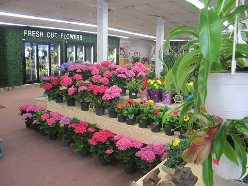 Garden Center «Central Florist & Nursery», reviews and photos, 928 Park St, Stoughton, MA 02072, USA