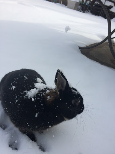 Erie Area Rabbit Society & Rescue image 4
