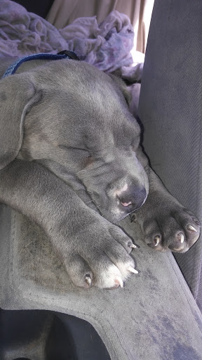 Pet Supply Store «PetSmart», reviews and photos, 2730 Pacific Coast Hwy, Torrance, CA 90505, USA