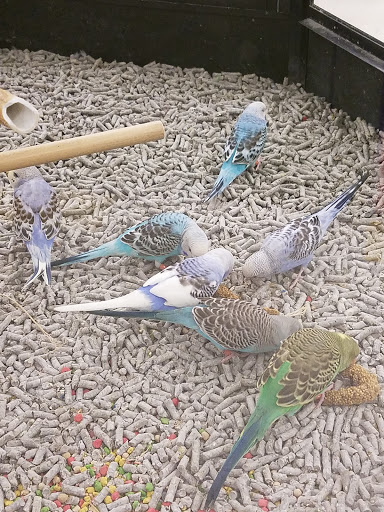 Pet Supply Store «Petco Animal Supplies», reviews and photos, 405 W Loop 281, Longview, TX 75605, USA