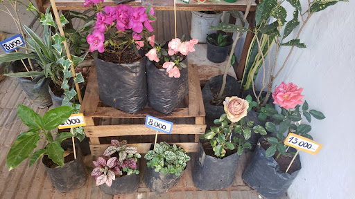 The plant store.py