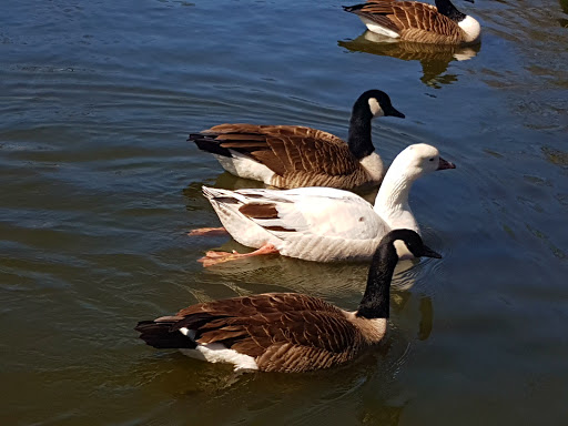 Park «Bowne Park», reviews and photos, 156-17 29th Ave, Flushing, NY 11354, USA