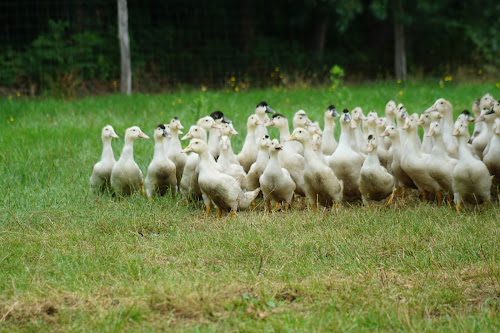 Canard et papilles à Langon