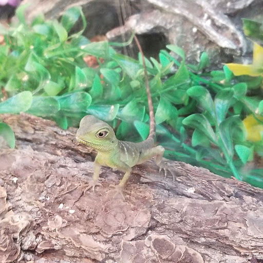 Pet Supply Store «PetSmart», reviews and photos, 625 Baltimore Blvd, Westminster, MD 21157, USA