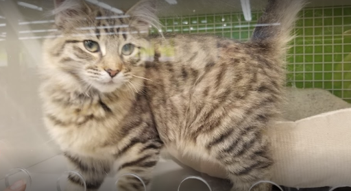 Pet Supply Store «Petco Animal Supplies», reviews and photos, 3055 N President George Bush Hwy, Garland, TX 75040, USA