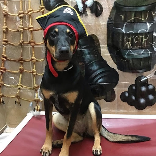 Pet Supply Store «PetSmart», reviews and photos, 3351 Jefferson Davis Hwy, Alexandria, VA 22305, USA