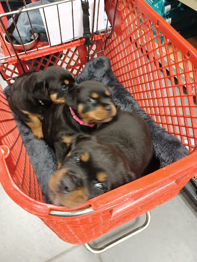 Pet Supply Store «Care-A-Lot Pet Supply Indian River», reviews and photos, 5457 Indian River Rd, Virginia Beach, VA 23464, USA