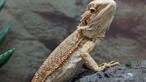 Petco image