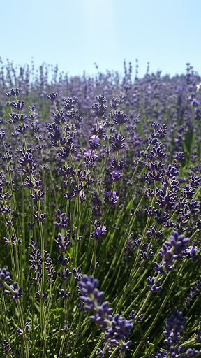 Farm «Oregon Lavender Farm», reviews and photos, 20949 S Harris Rd, Oregon City, OR 97045, USA