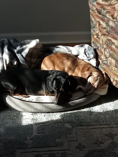 Muttley Makeovers by Miss Mae