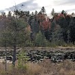 Chickering Bog Natural Area