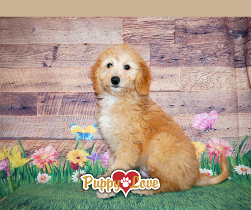Pet Store «Puppy Love», reviews and photos, 4802 Valley View Blvd NW Uf290, Roanoke, VA 24012, USA