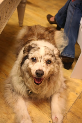 Dog Trainer «Dog Door Behavior Center and Outfitters», reviews and photos, 1 Battle Square A, Asheville, NC 28801, USA