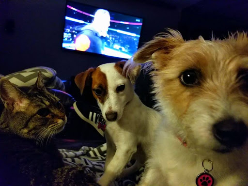 North Monroe Animal Hospital image