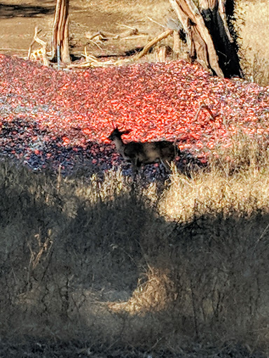 Coyote Valley Sporting Clays image